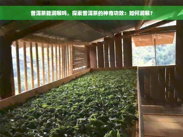 普洱茶能润喉吗，探索普洱茶的神奇功效：如何润喉？