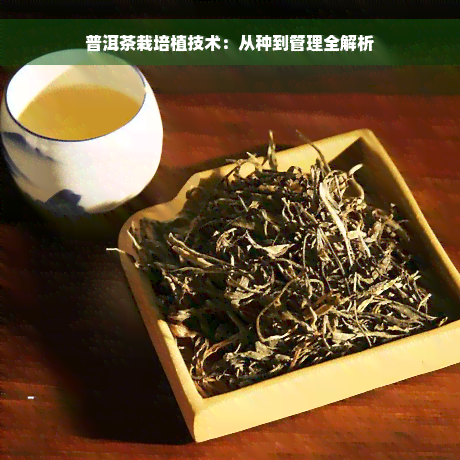 普洱茶栽培植技术：从种到管理全解析