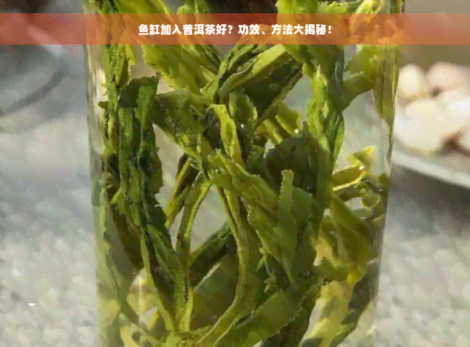 鱼缸加入普洱茶好？功效、方法大揭秘！