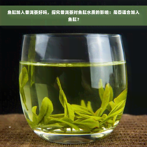 鱼缸加入普洱茶好吗，探究普洱茶对鱼缸水质的影响：是否适合加入鱼缸？