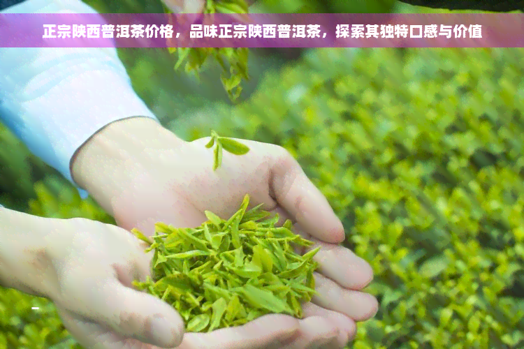 正宗陕西普洱茶价格，品味正宗陕西普洱茶，探索其独特口感与价值