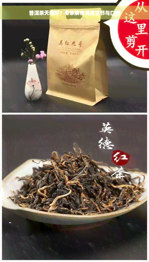 普洱茶天喝好？专家解析其适宜节与口感