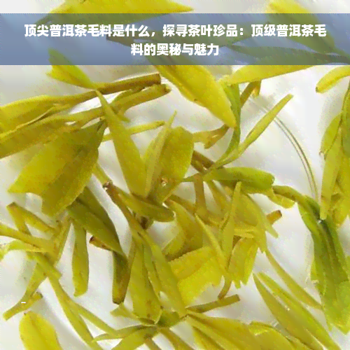 顶尖普洱茶毛料是什么，探寻茶叶珍品：顶级普洱茶毛料的奥秘与魅力