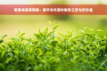 乾普洱茶原理图：揭示古代茶叶制作工艺与历价值