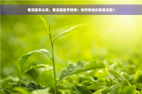 普洱茶怎么挑，普洱茶新手指南：如何挑选优质普洱茶？