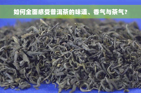 如何全面感受普洱茶的味道、香气与茶气？