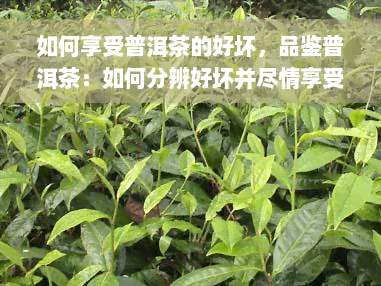 如何享受普洱茶的好坏，品鉴普洱茶：如何分辨好坏并尽情享受其韵味？