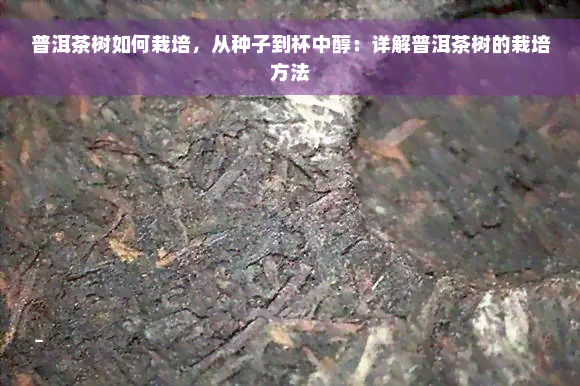 普洱茶树如何栽培，从种子到杯中醇：详解普洱茶树的栽培方法