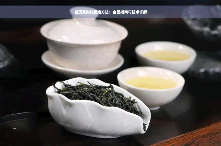 普洱茶树的栽培方法：全面指南与技术详解