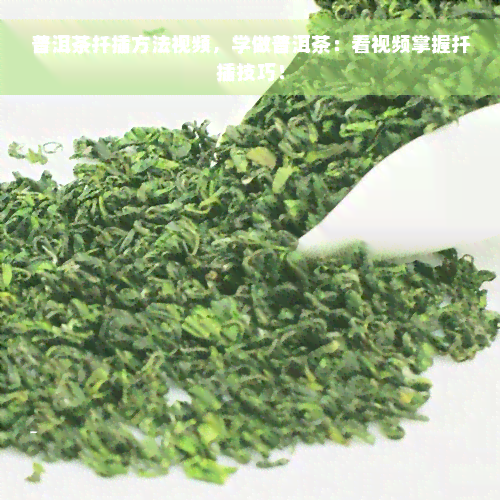 普洱茶扦插方法视频，学做普洱茶：看视频掌握扦插技巧！