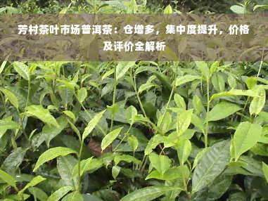 芳村茶叶市场普洱茶：仓增多，集中度提升，价格及评价全解析