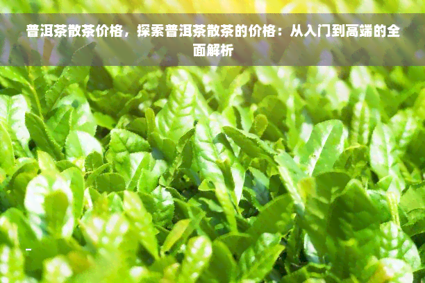 普洱茶散茶价格，探索普洱茶散茶的价格：从入门到高端的全面解析