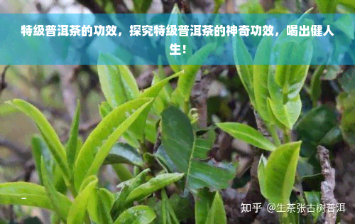 特级普洱茶的功效，探究特级普洱茶的神奇功效，喝出健人生！