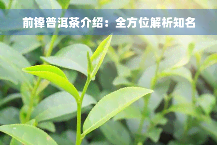 前锋普洱茶介绍：全方位解析知名