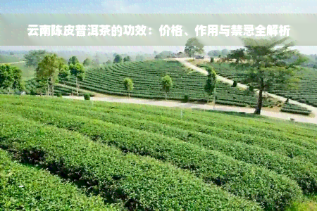 云南陈皮普洱茶的功效：价格、作用与禁忌全解析