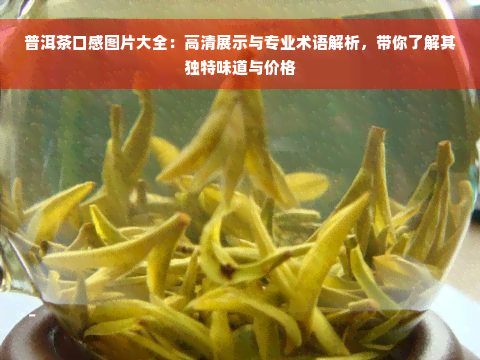 普洱茶口感图片大全：高清展示与专业术语解析，带你了解其独特味道与价格