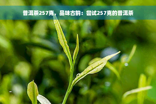 普洱茶257克，品味古韵：尝试257克的普洱茶