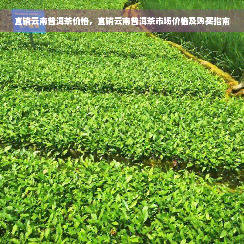 直销云南普洱茶价格，直销云南普洱茶市场价格及购买指南