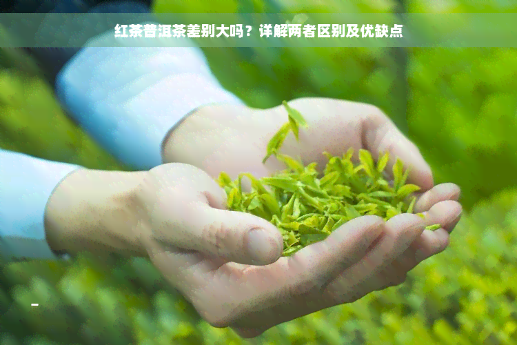 红茶普洱茶差别大吗？详解两者区别及优缺点