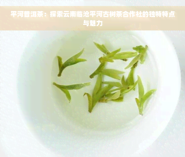 平河普洱茶：探索云南临沧平河古树茶合作社的独特特点与魅力