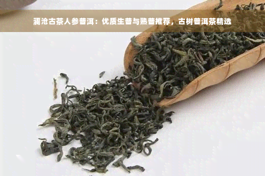 澜沧古茶人参普洱：优质生普与熟普推荐，古树普洱茶精选