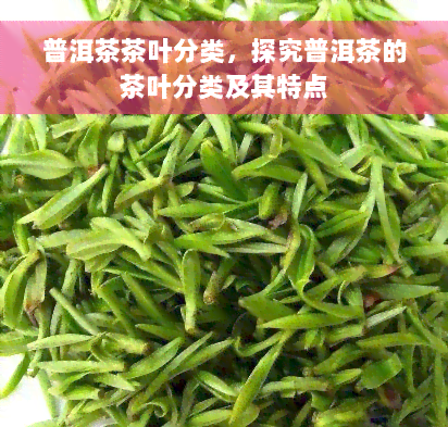 普洱茶茶叶分类，探究普洱茶的茶叶分类及其特点