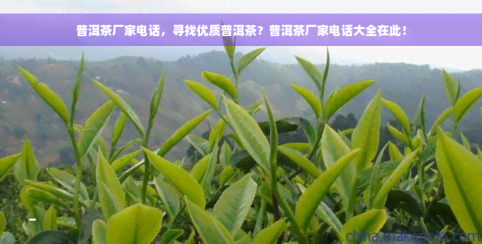 普洱茶厂家电话，寻找优质普洱茶？普洱茶厂家电话大全在此！