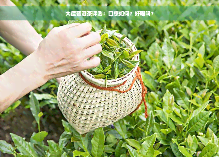 大德普洱茶评测：口感如何？好喝吗？