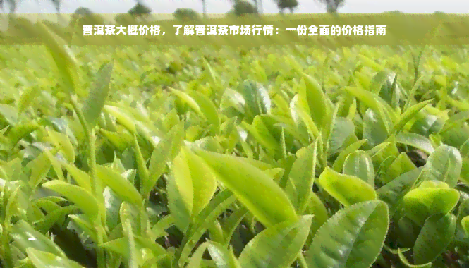 普洱茶大概价格，了解普洱茶市场行情：一份全面的价格指南