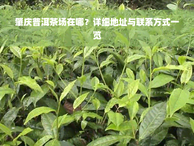 肇庆普洱茶场在哪？详细地址与联系方式一览