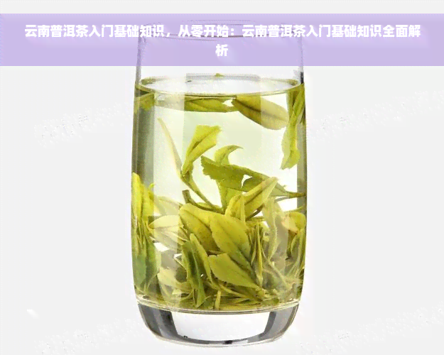 云南普洱茶入门基础知识，从零开始：云南普洱茶入门基础知识全面解析