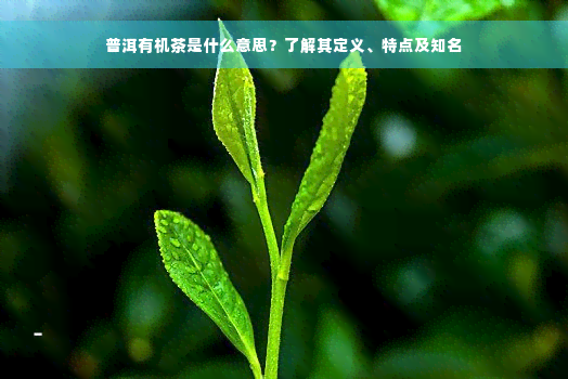 普洱有机茶是什么意思？了解其定义、特点及知名