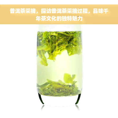 普洱茶采摘，探访普洱茶采摘过程，品味千年茶文化的独特魅力