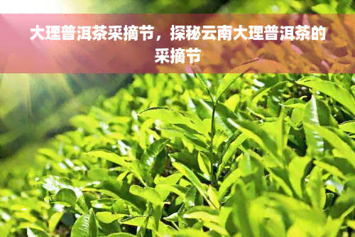 大理普洱茶采摘节，探秘云南大理普洱茶的采摘节