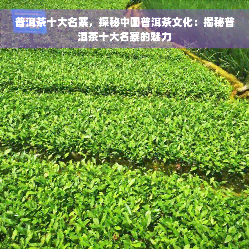 普洱茶十大名寨，探秘中国普洱茶文化：揭秘普洱茶十大名寨的魅力