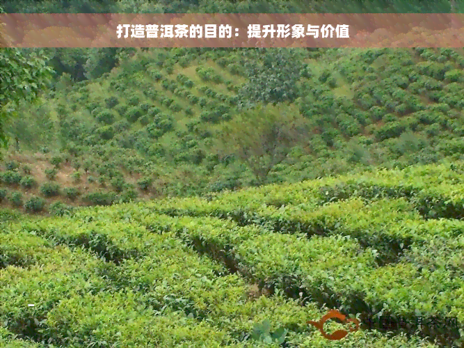 打造普洱茶的目的：提升形象与价值