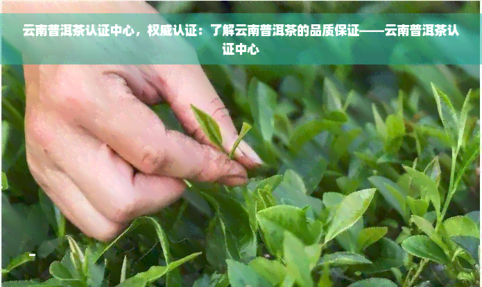 云南普洱茶认证中心，权威认证：了解云南普洱茶的品质保证——云南普洱茶认证中心