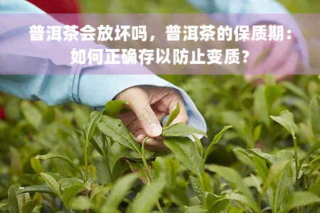 普洱茶会放坏吗，普洱茶的保质期：如何正确存以防止变质？