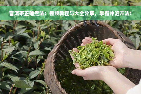 普洱茶正确煮法：视频教程与大全分享，掌握冲泡方法！