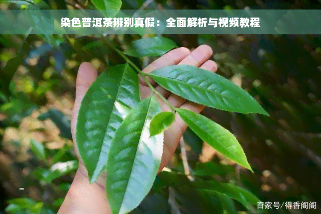 染色普洱茶辨别真假：全面解析与视频教程