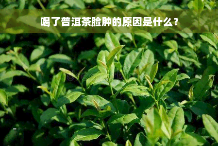 喝了普洱茶脸肿的原因是什么？