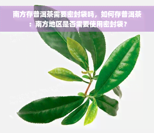 南方存普洱茶需要密封袋吗，如何存普洱茶：南方地区是否需要使用密封袋？