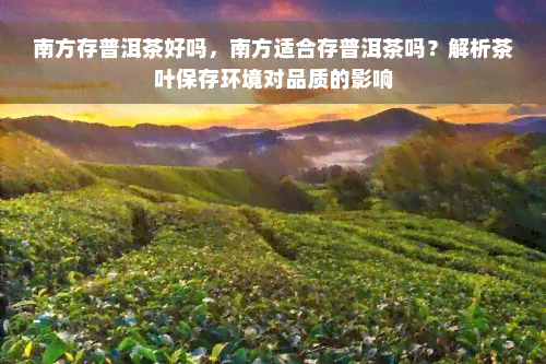 南方存普洱茶好吗，南方适合存普洱茶吗？解析茶叶保存环境对品质的影响