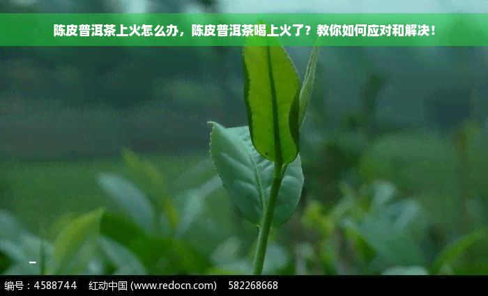 陈皮普洱茶上火怎么办，陈皮普洱茶喝上火了？教你如何应对和解决！