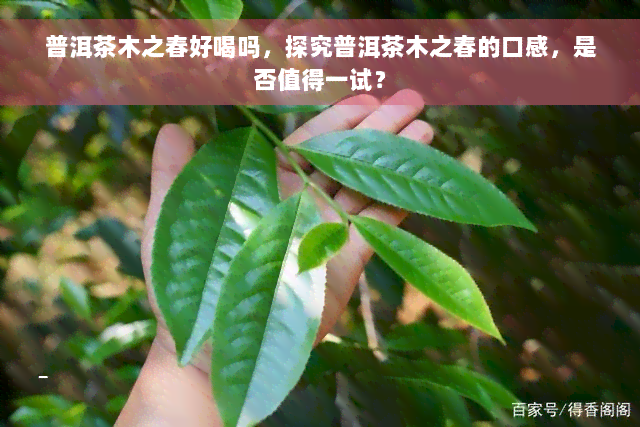 普洱茶木之春好喝吗，探究普洱茶木之春的口感，是否值得一试？