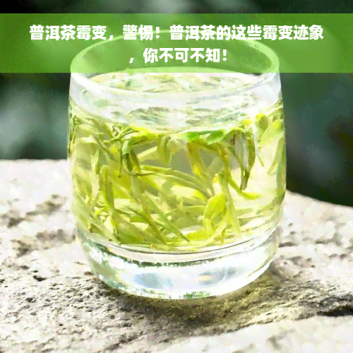 普洱茶霉变，警惕！普洱茶的这些霉变迹象，你不可不知！