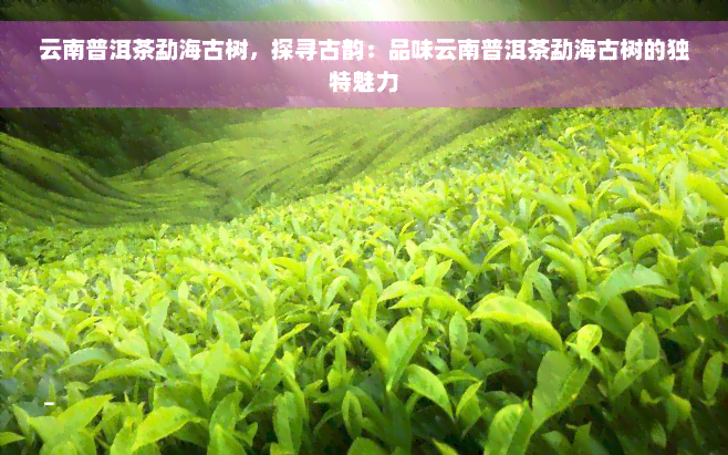 云南普洱茶勐海古树，探寻古韵：品味云南普洱茶勐海古树的独特魅力