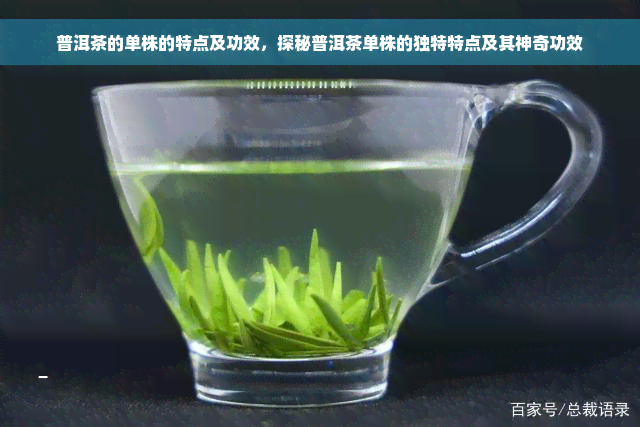 普洱茶的单株的特点及功效，探秘普洱茶单株的独特特点及其神奇功效