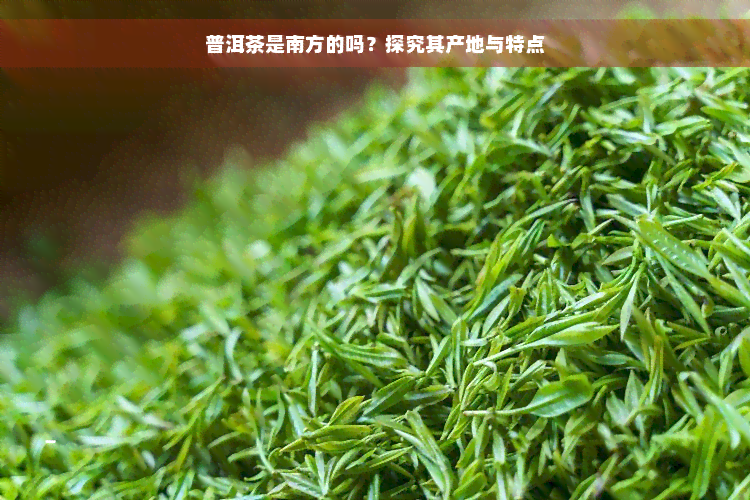 普洱茶是南方的吗？探究其产地与特点