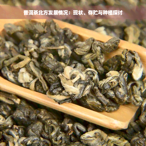 普洱茶北方发展情况：现状、存贮与种植探讨